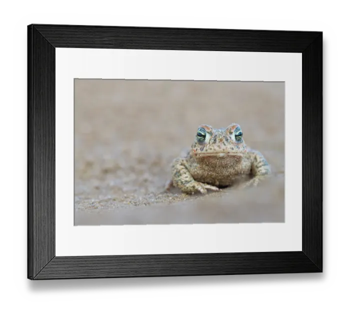 Framed Print : RF - Natterjack toad (Epidalea calamita) portrait, Millingerwaard, The Netherlands. April. (This image may be licensed either as rights managed or royalty free.) Framed Print : RF - Natterjack toad (Epidalea calamita) portrait, Millingerwaard, The Netherlands. April. (This image may be licensed either as rights managed or royalty free.)