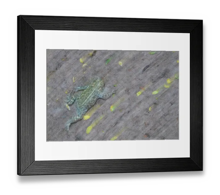 Framed Print : RF - Natterjack toad (Epidalea calamita) portrait, Millingerwaard, The Netherlands. May. (This image may be licensed either as rights managed or royalty free.) Framed Print : RF - Natterjack toad (Epidalea calamita) portrait, Millingerwaard, The Netherlands. May. (This image may be licensed either as rights managed or royalty free.)