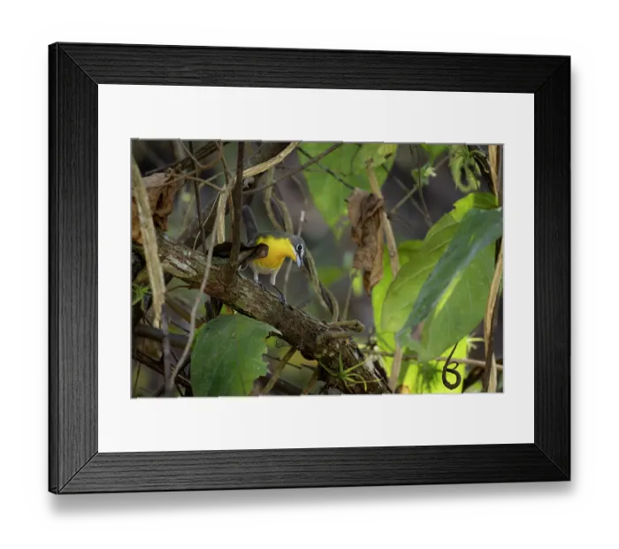 Framed Print : Yellow-breasted chat (Icteria virens) perched in a tree, Oaxaca state, Mexico. February, 2024 Framed Print : Yellow-breasted chat (Icteria virens) perched in a tree, Oaxaca state, Mexico. February, 2024