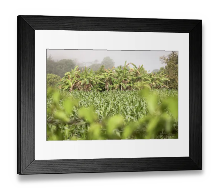 Framed Print : Cultivated fields near Asuncion Atoyaquillo, Oaxaca state, Mexico. February Framed Print : Cultivated fields near Asuncion Atoyaquillo, Oaxaca state, Mexico. February