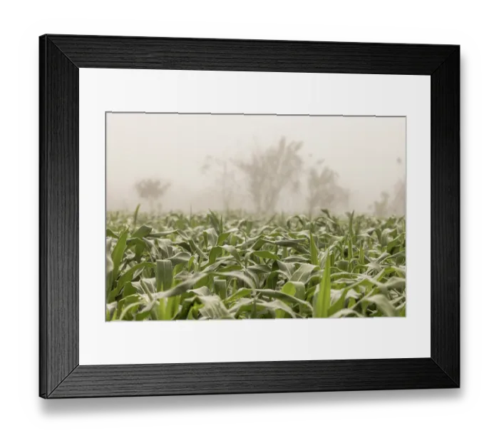 Framed Print : Cultivated fields near Asuncion Atoyaquillo, Oaxaca state, Mexico. February Framed Print : Cultivated fields near Asuncion Atoyaquillo, Oaxaca state, Mexico. February
