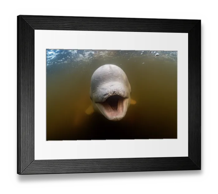 Framed Print : Beluga whale (Delphinapterus leucas) playfully opening mouth, portrait, Churchill River, Manitoba, Canada Framed Print : Beluga whale (Delphinapterus leucas) playfully opening mouth, portrait, Churchill River, Manitoba, Canada
