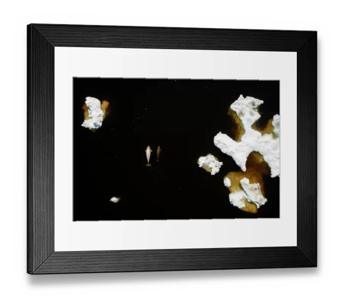 Framed Print : Aerial view of Beluga whales (Delphinapterus leucas) female and calf swimming among sea ice as it breaks up in the spring in Hudson Bay, Canada Framed Print : Aerial view of Beluga whales (Delphinapterus leucas) female and calf swimming among sea ice as it breaks up in the spring in Hudson Bay, Canada