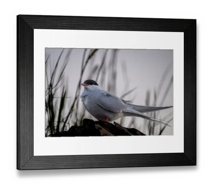 Framed Print : Arctic tern (Sterna paradisaea) portrait, Churchill, Manitoba, Canada. July Framed Print : Arctic tern (Sterna paradisaea) portrait, Churchill, Manitoba, Canada. July