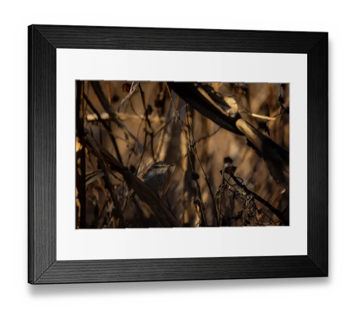 Framed Print : Boucard's wren (Campylorhynchus jocosus) perched among vegetation, Oaxaca state, Mexico Framed Print : Boucard's wren (Campylorhynchus jocosus) perched among vegetation, Oaxaca state, Mexico
