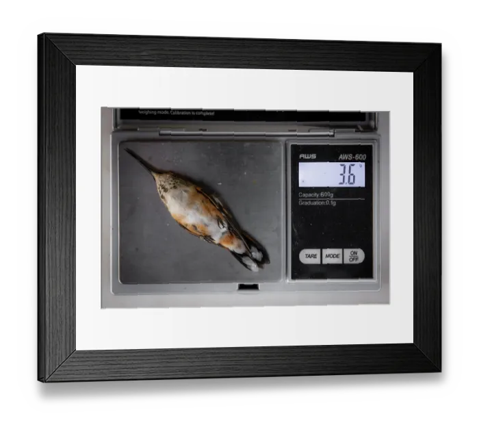 Framed Print : Weighing a Rufous hummingbird (Selasphorus rufus) during scientific research, Oaxaca state, Mexico Framed Print : Weighing a Rufous hummingbird (Selasphorus rufus) during scientific research, Oaxaca state, Mexico