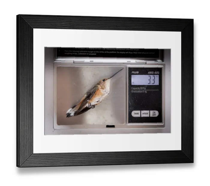 Framed Print : Weighing a Rufous hummingbird (Selasphorus rufus) during scientific research, Oaxaca state, Mexico Framed Print : Weighing a Rufous hummingbird (Selasphorus rufus) during scientific research, Oaxaca state, Mexico