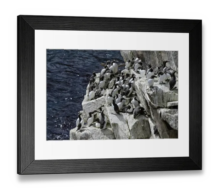 Framed Print : Common guillemots (Uria aalge) colony perched on sea cliff, Great Saltee Island coast, County Wexford, Republic of Ireland. June