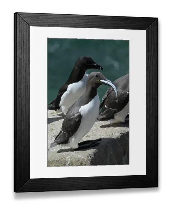 Framed Print : Two Common guillemots (Uria aalge) perched on rock, one with fish prey in beak, Great Saltee Island coast, County Wexford, Republic of Ireland. June Framed Print : Two Common guillemots (Uria aalge) perched on rock, one with fish prey in beak, Great Saltee Island coast, County Wexford, Republic of Ireland. June