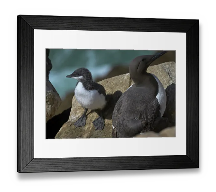 Framed Print : Common guillemot (Uria aalge) with chick, perched on rocks, Great Saltee Island, County Wexford, Republic of Ireland. June Framed Print : Common guillemot (Uria aalge) with chick, perched on rocks, Great Saltee Island, County Wexford, Republic of Ireland. June