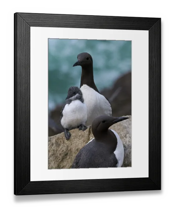 Framed Print : Common guillemots (Uria aalge) pair with chick, perched on rocks, Great Saltee Island, County Wexford, Republic of Ireland. June Framed Print : Common guillemots (Uria aalge) pair with chick, perched on rocks, Great Saltee Island, County Wexford, Republic of Ireland. June