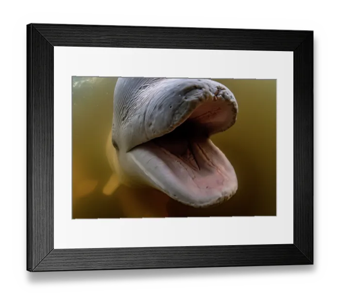 Framed Print : Beluga whale (Delphinapterus leucas) with mouth open, portrait, Churchill River, Manitoba, Canada Framed Print : Beluga whale (Delphinapterus leucas) with mouth open, portrait, Churchill River, Manitoba, Canada