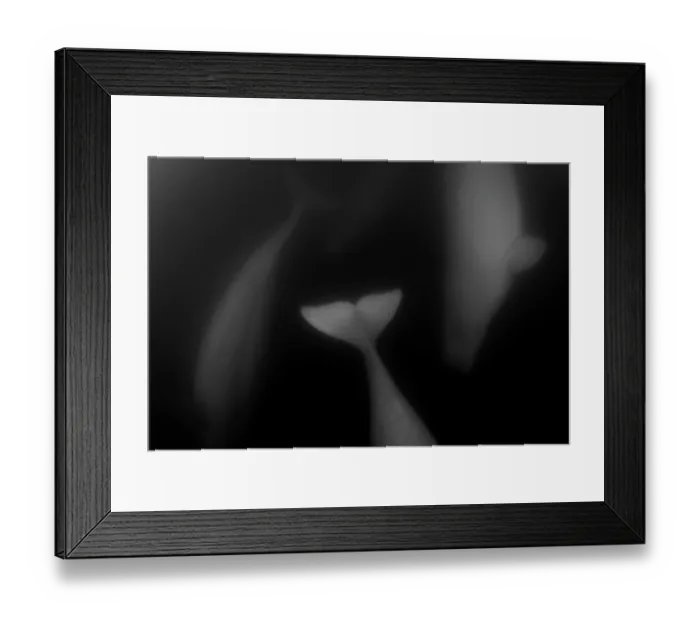Framed Print : Beluga whales (Delphinapterus leucas) pod, swimming underwater, Hudson Bay, Canada Framed Print : Beluga whales (Delphinapterus leucas) pod, swimming underwater, Hudson Bay, Canada