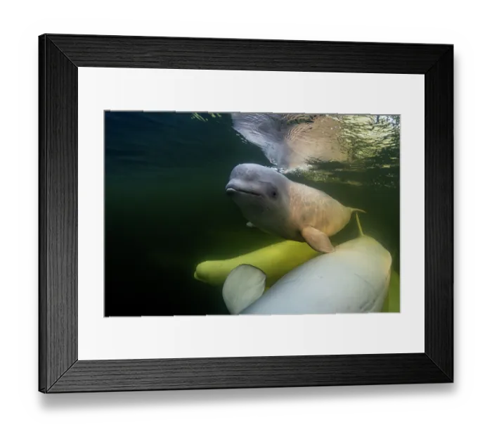 Framed Print : Beluga whales (Delphinapterus leucas) pod with calf underwater, Hudson Bay, Manitoba, Canada Framed Print : Beluga whales (Delphinapterus leucas) pod with calf underwater, Hudson Bay, Manitoba, Canada