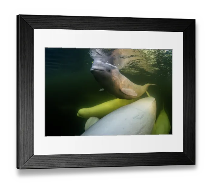 Framed Print : Beluga whales (Delphinapterus leucas) pod with calf underwater, Hudson Bay, Manitoba, Canada Framed Print : Beluga whales (Delphinapterus leucas) pod with calf underwater, Hudson Bay, Manitoba, Canada