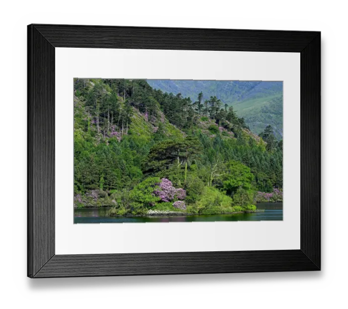Framed Print : Rhododendrons in flower along Glenmore Lake, Beara Peninsula, County Cork, Republic of Ireland. June, 2023 Framed Print : Rhododendrons in flower along Glenmore Lake, Beara Peninsula, County Cork, Republic of Ireland. June, 2023