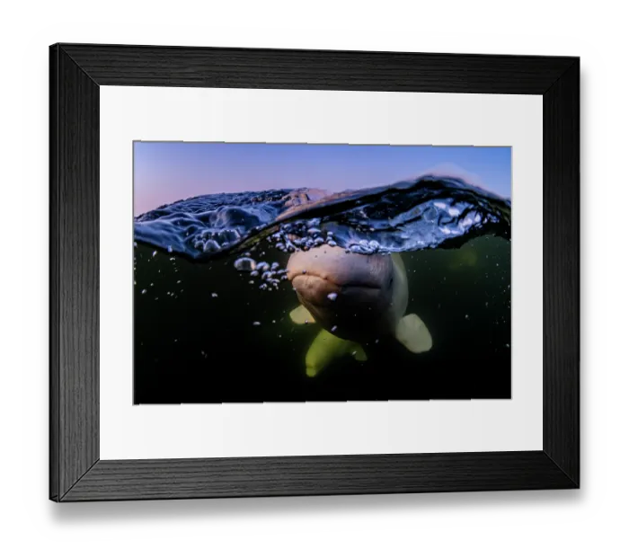 Framed Print : Split level view of Beluga whales (Delphinapterus leucas) pod underwater, Hudson Bay, Manitoba, Canada Framed Print : Split level view of Beluga whales (Delphinapterus leucas) pod underwater, Hudson Bay, Manitoba, Canada