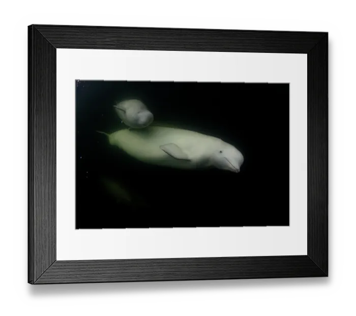 Framed Print : Beluga whale (Delphinapterus leucas) female and calf underwater, Hudson Bay, Canada Framed Print : Beluga whale (Delphinapterus leucas) female and calf underwater, Hudson Bay, Canada
