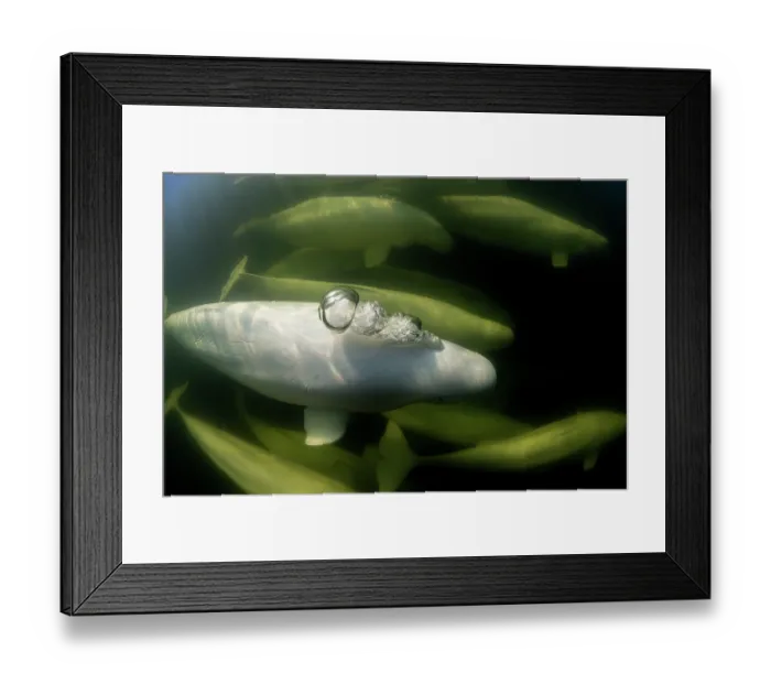 Framed Print : Pod of Beluga whales (Delphinapterus leucas) underwater, one blowing bubbles, Hudson Bay, Manitoba, Canada Framed Print : Pod of Beluga whales (Delphinapterus leucas) underwater, one blowing bubbles, Hudson Bay, Manitoba, Canada