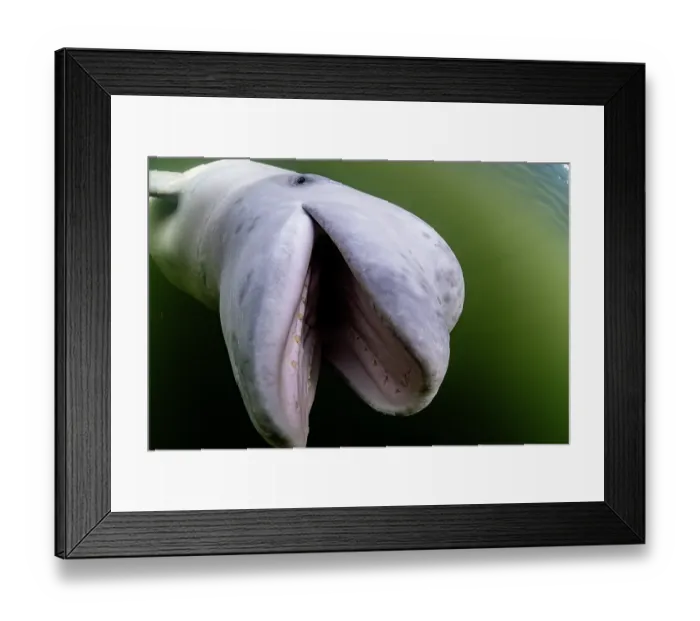 Framed Print : Beluga whale (Delphinapterus leucas) portrait, Hudson Bay, Manitoba, Canada Framed Print : Beluga whale (Delphinapterus leucas) portrait, Hudson Bay, Manitoba, Canada