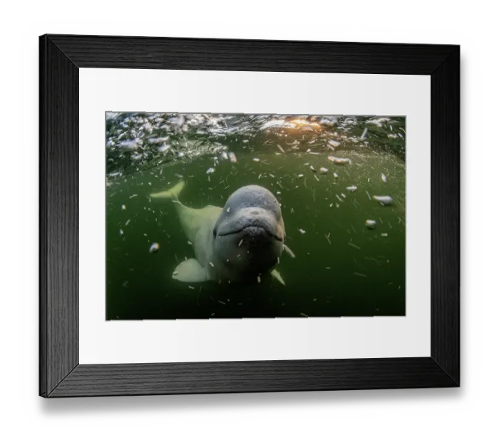 Framed Print : Beluga whale (Delphinapterus leucas) underwater surrounded by bubbles, Hudson Bay, Canada Framed Print : Beluga whale (Delphinapterus leucas) underwater surrounded by bubbles, Hudson Bay, Canada