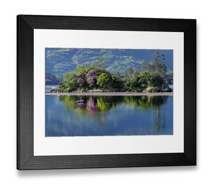 Framed Print : Rhododendrons in flower along Glenmore Lake reflecting in the water, Beara Peninsula, County Cork, Republic of Ireland. June, 2023 Framed Print : Rhododendrons in flower along Glenmore Lake reflecting in the water, Beara Peninsula, County Cork, Republic of Ireland. June, 2023