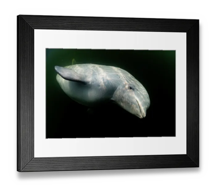 Framed Print : Beluga whale (Delphinapterus leucas) portrait, Hudson Bay, Manitoba, Canada
