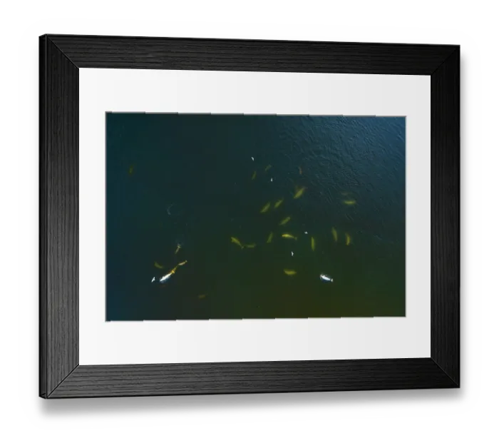 Framed Print : Aerial view of pod of Beluga whales (Delphinapterus leucas) hunting Capelin, Hudson Bay, Manitoba, Canada Framed Print : Aerial view of pod of Beluga whales (Delphinapterus leucas) hunting Capelin, Hudson Bay, Manitoba, Canada