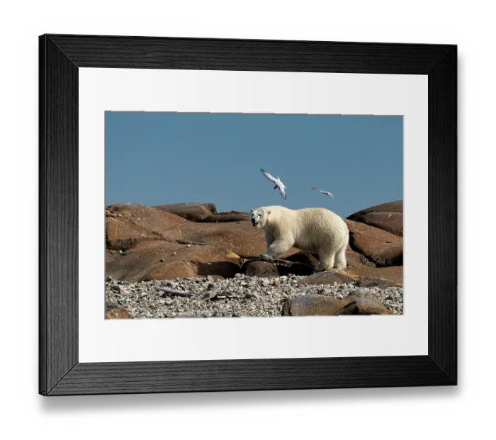 Framed Print : Two Arctic terns (Sterna paradisaea) attacking a Polar bear (Ursus maritimus), defending the nest on the shore of the Hudson Bay, near Churchill, Manitoba, Canada. July Framed Print : Two Arctic terns (Sterna paradisaea) attacking a Polar bear (Ursus maritimus), defending the nest on the shore of the Hudson Bay, near Churchill, Manitoba, Canada. July