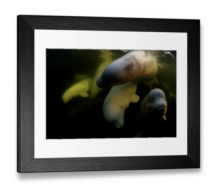 Framed Print : Beluga whales (Delphinapterus leucas) pod underwater, Hudson Bay, Manitoba, Canada Framed Print : Beluga whales (Delphinapterus leucas) pod underwater, Hudson Bay, Manitoba, Canada