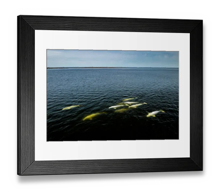 Framed Print : Beluga whales (Delphinapterus leucas) pod, swimming close to the surface, Hudson Bay, Manitoba, Canada Framed Print : Beluga whales (Delphinapterus leucas) pod, swimming close to the surface, Hudson Bay, Manitoba, Canada