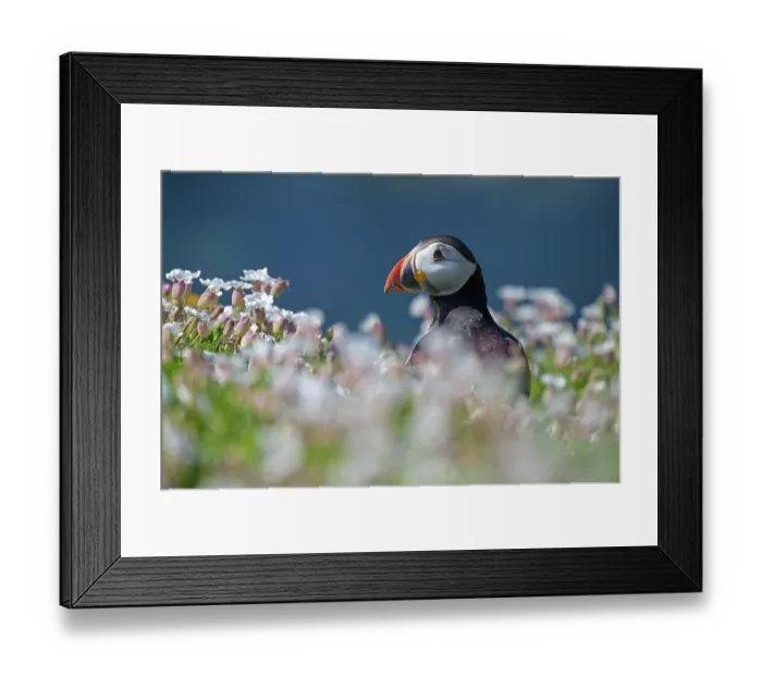 Framed Print : Puffin (Fratercula arctica) standing among Bladder campion (Silene vulgaris), Great Saltee Island, County Wexford, Republic of Ireland. June Framed Print : Puffin (Fratercula arctica) standing among Bladder campion (Silene vulgaris), Great Saltee Island, County Wexford, Republic of Ireland. June