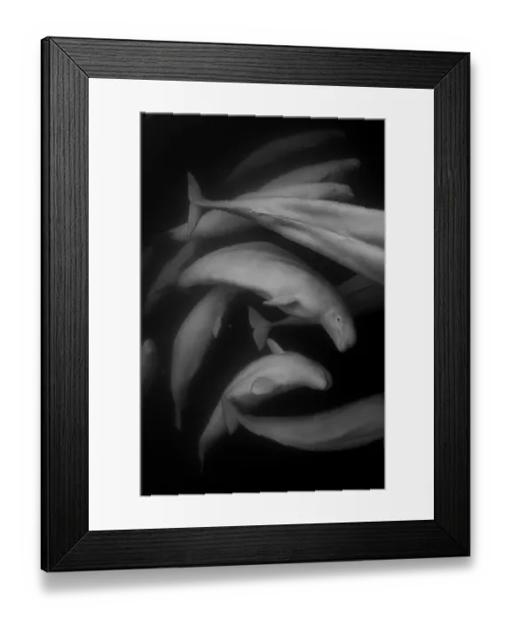 Framed Print : Beluga whales (Delphinapterus leucas) pod, swimming underwater, Hudson Bay, Canada Framed Print : Beluga whales (Delphinapterus leucas) pod, swimming underwater, Hudson Bay, Canada