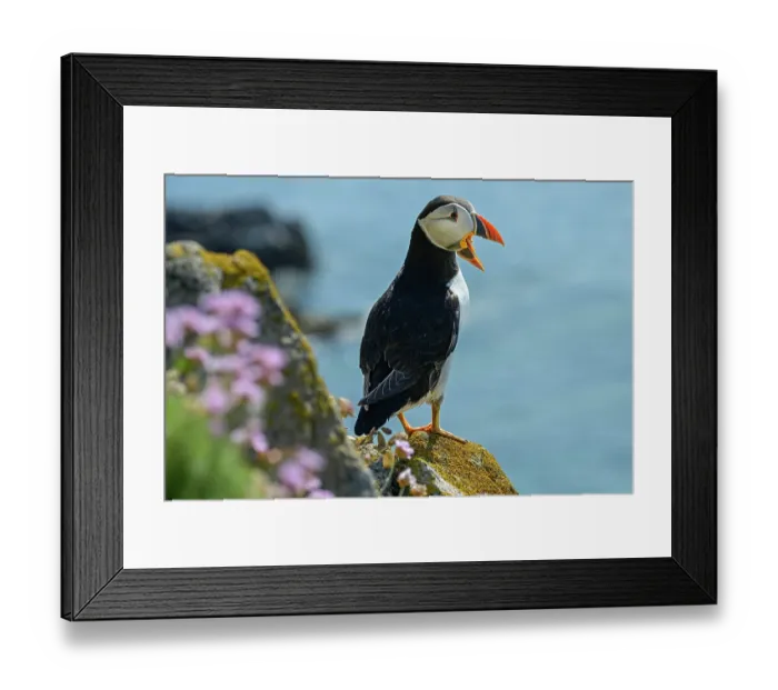 Framed Print : Puffin (Fratercula arctica) perched on cliff along Great Saltee Island coast, calling, County Wexford, Republic of Ireland. June Framed Print : Puffin (Fratercula arctica) perched on cliff along Great Saltee Island coast, calling, County Wexford, Republic of Ireland. June