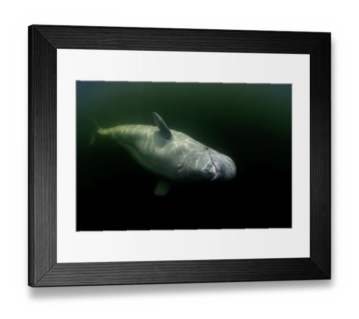 Framed Print : Beluga whale (Delphinapterus leucas) portrait, Hudson Bay, Manitoba, Canada Framed Print : Beluga whale (Delphinapterus leucas) portrait, Hudson Bay, Manitoba, Canada