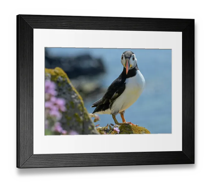 Framed Print : Puffin (Fratercula arctica) perched on cliff along Great Saltee Island coast, County Wexford, Republic of Ireland. June Framed Print : Puffin (Fratercula arctica) perched on cliff along Great Saltee Island coast, County Wexford, Republic of Ireland. June