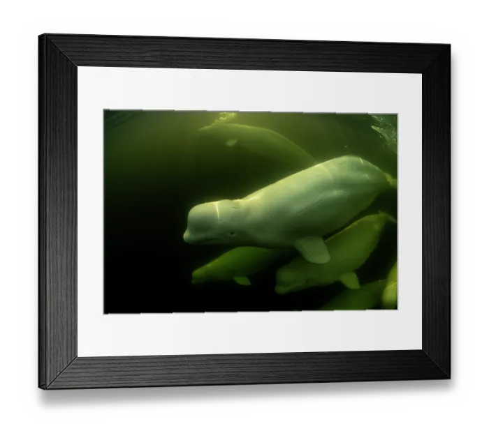 Framed Print : Beluga whales (Delphinapterus leucas) pod underwater, Hudson Bay, Manitoba, Canada Framed Print : Beluga whales (Delphinapterus leucas) pod underwater, Hudson Bay, Manitoba, Canada