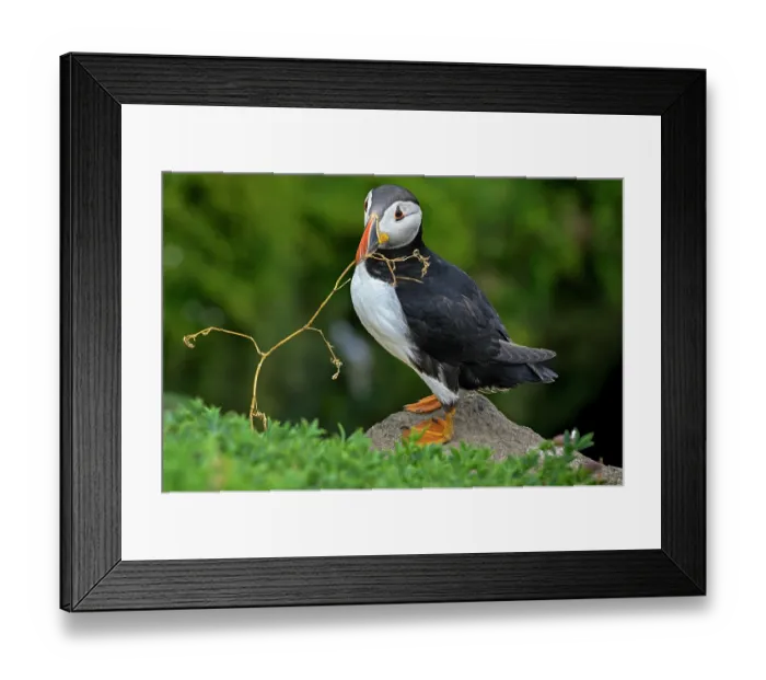 Framed Print : RF - Puffin (Fratercula arctica) collecting nesting material, Great Saltee Island, County Wexford, Republic of Ireland. June Framed Print : RF - Puffin (Fratercula arctica) collecting nesting material, Great Saltee Island, County Wexford, Republic of Ireland. June
