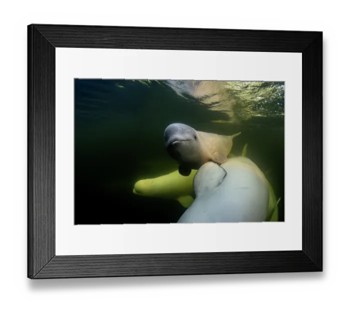 Framed Print : Beluga whales (Delphinapterus leucas) pod with calf underwater, Hudson Bay, Manitoba, Canada Framed Print : Beluga whales (Delphinapterus leucas) pod with calf underwater, Hudson Bay, Manitoba, Canada
