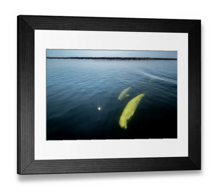 Framed Print : Beluga whale (Delphinapterus leucas) and calf swimming just under the surface, Churchill River, Manitoba, Canada. August Framed Print : Beluga whale (Delphinapterus leucas) and calf swimming just under the surface, Churchill River, Manitoba, Canada. August