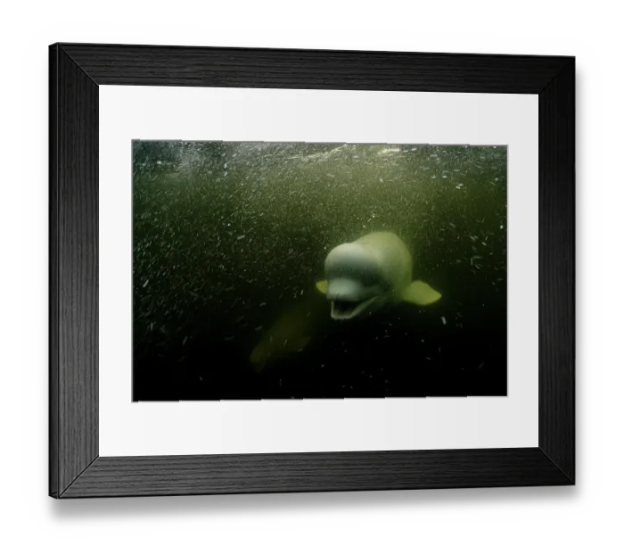 Framed Print : Beluga whale (Delphinapterus leucas) underwater surrounded by bubbles, Hudson Bay, Canada