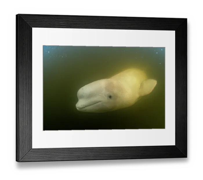 Framed Print : Beluga whale (Delphinapterus leucas) portrait, Churchill River, Manitoba, Canada Framed Print : Beluga whale (Delphinapterus leucas) portrait, Churchill River, Manitoba, Canada