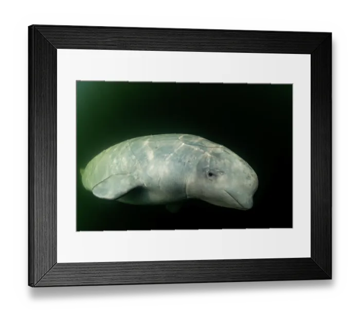 Framed Print : Beluga whale (Delphinapterus leucas) portrait, Hudson Bay, Manitoba, Canada Framed Print : Beluga whale (Delphinapterus leucas) portrait, Hudson Bay, Manitoba, Canada