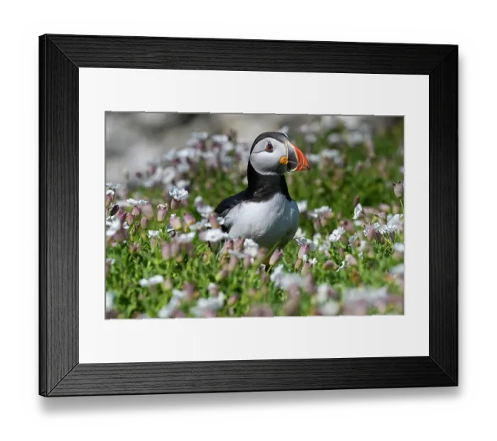 Framed Print : Puffin (Fratercula arctica) standing among Bladder campion (Silene vulgaris), Great Saltee Island, County Wexford, Republic of Ireland. June Framed Print : Puffin (Fratercula arctica) standing among Bladder campion (Silene vulgaris), Great Saltee Island, County Wexford, Republic of Ireland. June