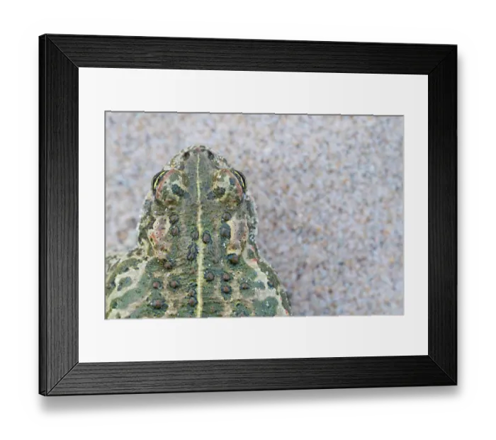 Framed Print : RF - Natterjack toad (Epidalea calamita) portrait, showing poison glands and vertebral stripe, Millingerwaard, The Netherlands. May Framed Print : RF - Natterjack toad (Epidalea calamita) portrait, showing poison glands and vertebral stripe, Millingerwaard, The Netherlands. May