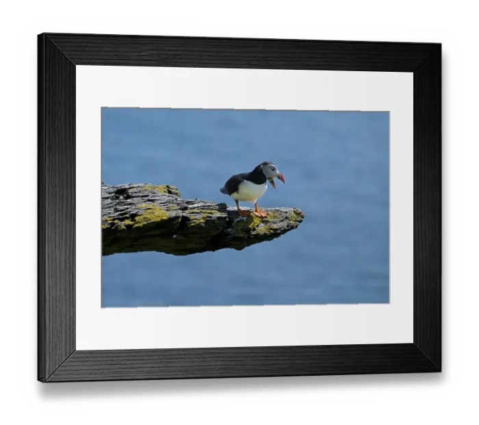 Framed Print : Puffin (Fratercula arctica) perched on rock above the sea, calling, Skellig Michael island, County Kerry, Republic of Ireland. June