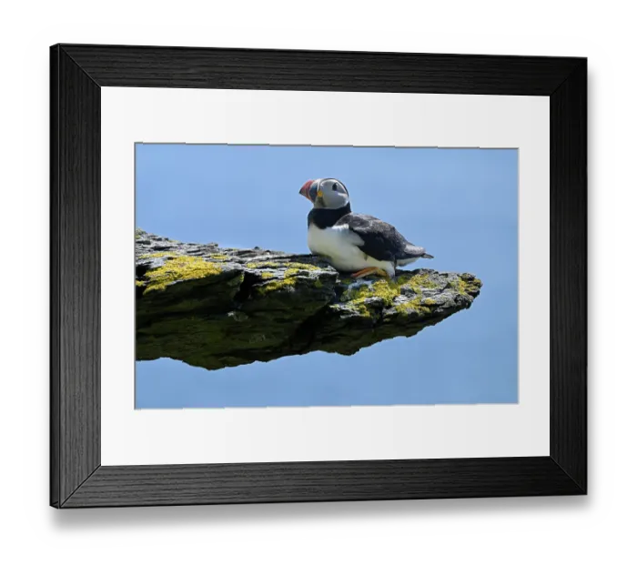 Framed Print : Puffin (Fratercula arctica) resting on rock above the sea, Skellig Michael island, County Kerry, Republic of Ireland. June Framed Print : Puffin (Fratercula arctica) resting on rock above the sea, Skellig Michael island, County Kerry, Republic of Ireland. June