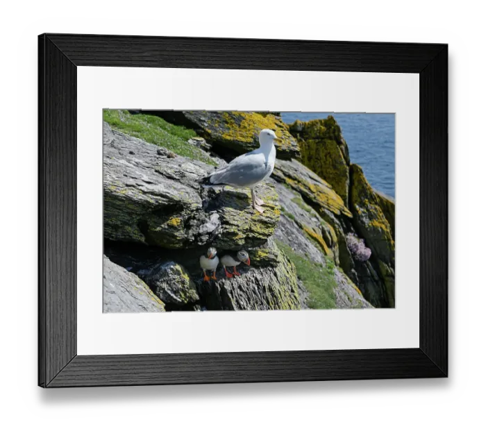 Framed Print : Herring gull (Larus argentatus) perched on cliff ledge above two Puffins (Fratercula arctica) peering out of their burrow, Skellig Michael, Skellig Islands, County Kerry Framed Print : Herring gull (Larus argentatus) perched on cliff ledge above two Puffins (Fratercula arctica) peering out of their burrow, Skellig Michael, Skellig Islands, County Kerry