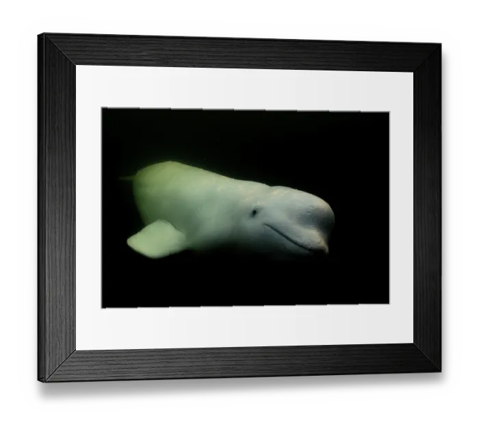 Framed Print : Beluga whale (Delphinapterus leucas) portrait, Hudson Bay, Canada Framed Print : Beluga whale (Delphinapterus leucas) portrait, Hudson Bay, Canada
