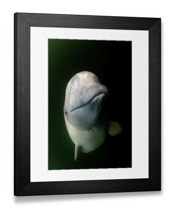 Framed Print : Beluga whale (Delphinapterus leucas) portrait, Hudson Bay, Manitoba, Canada Framed Print : Beluga whale (Delphinapterus leucas) portrait, Hudson Bay, Manitoba, Canada